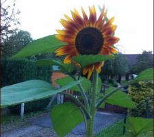 Un tournesol