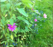 Melange des fleurs méllifères