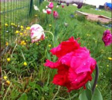 Ma rangée des tulipes