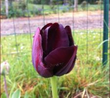 Tulipe reine de nuit