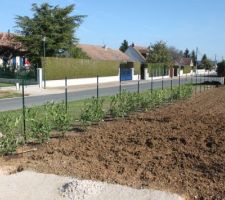 Plantation des lauriers et grillage en cours