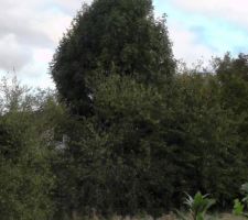 Un terrain sem&eacute; "de b&ucirc;ches"