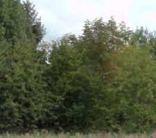 Un terrain sem&eacute; "de b&ucirc;ches"