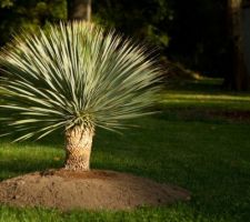 Yucca Rostrata