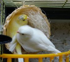 Nos deux canaris