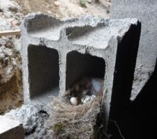 Des squatteurs