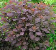 Cotinus coggyria royal purple