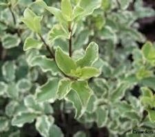 Pittosporum tenuifolium variegatum