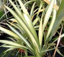 Phormium jester