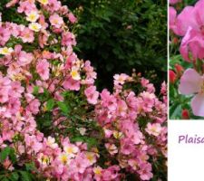 Planté en racine nues près de la maison avec des tons d'abricot, de jaune,de rose et de blanc