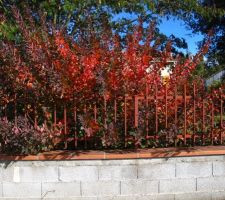 Cotinus royal purple aux couleurs de l'automne