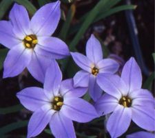 IPHEION UNIFLORUM