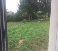 Avant abbatage