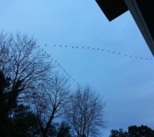 Passage des grues