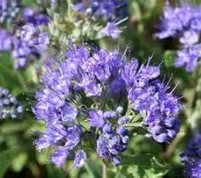 Caryopteris