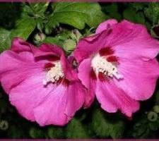 Hibiscus