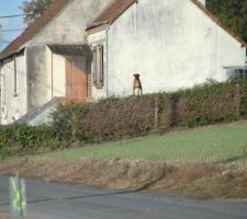Un petit curieux.... il n'a pas l'habitude de me voir.