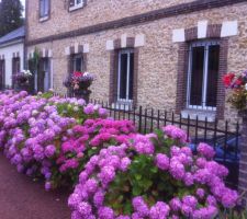 Quelques fleurs