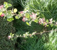 Pommier en fleurs