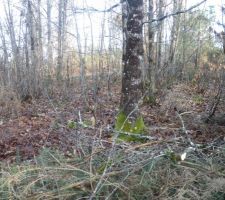 L'etat du terrain avant le commencement 
vous l'aurez deviner c'été un bois