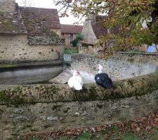 Les résidents à l'année du four à pain et de sa mare attenante