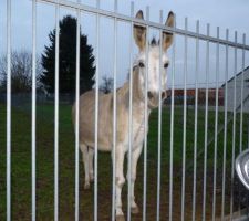 Un habitant de notre rue, un peu plus haut.