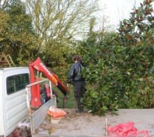 Magnolia grandiflora de 6m de chez Poullain