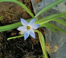 IPHEION UNIFLORUM