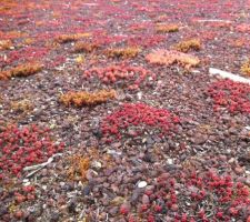 Toiture végétalisée