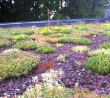 Toiture végétalisée