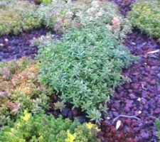 Toiture végétalisée