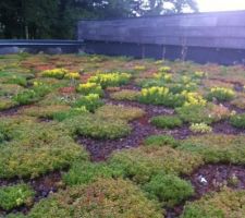 Toiture végétalisée