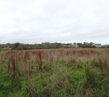 Le terrain Brut