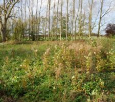 Une photo du "jardin"... Y'a du travail!