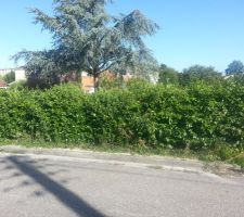 Vegetation initiale