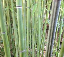 Notre foret de bambou