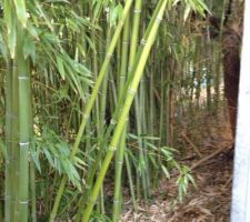 Notre foret de bambou
