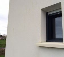 Tâches Vertes sur Enduit Blanc