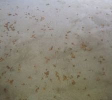 Fissure plancher RDC