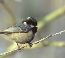 La "Penn Duig" ou Mésange noire.