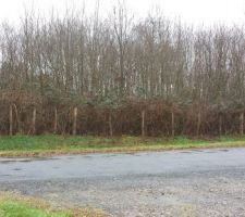 Terrain boisé