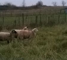 Le gang des moutons