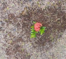 Ixora rouge