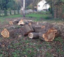 Peuplier &eacute;lagu&eacute;, il nous reste une jolie souche.