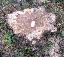 Peuplier &eacute;lagu&eacute;, il nous reste une jolie souche.