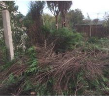 Retrait des tuyas démolition