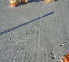 Waw !!! mon dieu saleté de chat