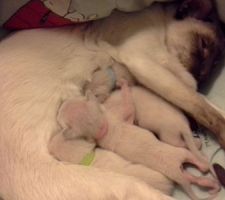 1ere naissance dans la maison : 4 petits siamois sont nés dans la nuit du 31/12