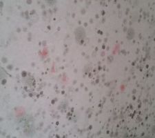 Traces moisissure sur placo