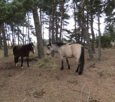 Quant aux chevaux... ils bouffent